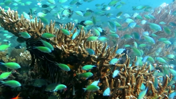 Thriving Coral Reef Alive With Marine Life