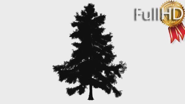 Alaska Cedar Cupressus Nootkatensis Evergreen alt