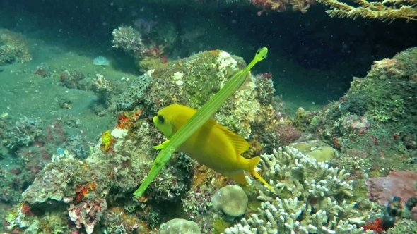 Trumpetfish Aulostomus Chinensis Swimming