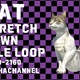 Cat Stretch Tawn Idle 4 K Alpha Loop - VideoHive Item for Sale