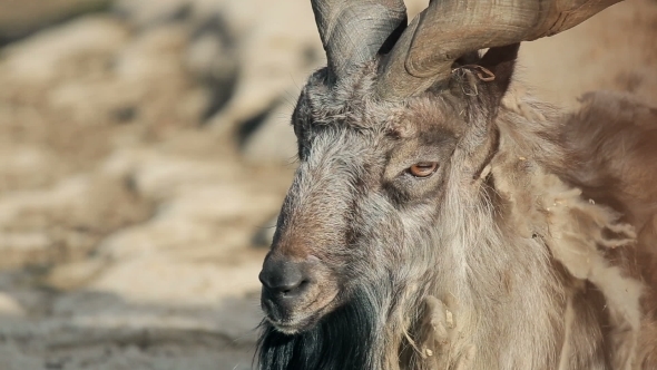 Horned Mountain Goat 