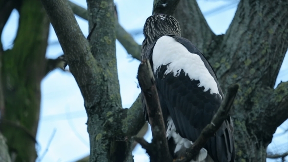 Big Bird An Eagle Sitting 