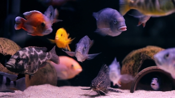 African Cichlid Fishes Searching For Food Between Snags And Green Plants