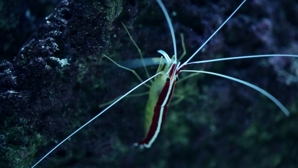  Of Peacock Mantis Shrimp Leaving a Rock Cave
