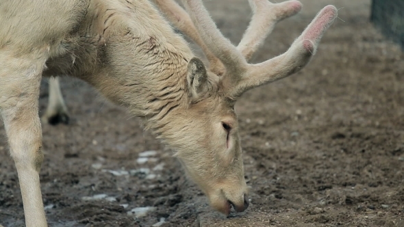 Reindeer With Big Beautiful Horns