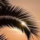Palm Leaves Silhouette, at Sunrise - VideoHive Item for Sale