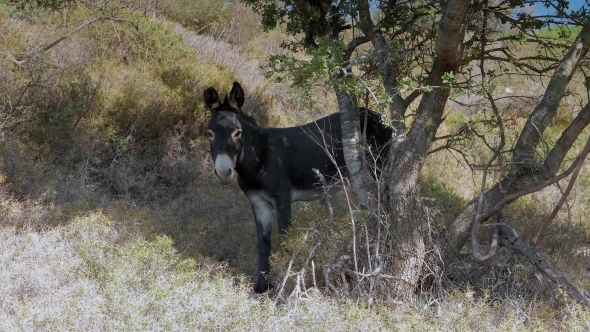 A Donkey Looking Out of The Olive Tree and Wiggling Its Long Ears