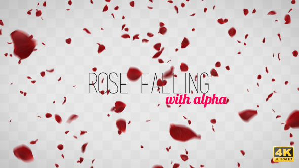 Rose Petals Falling