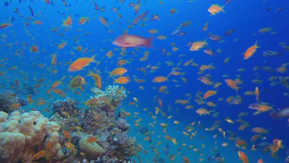 Underwater Coral Reef Marine