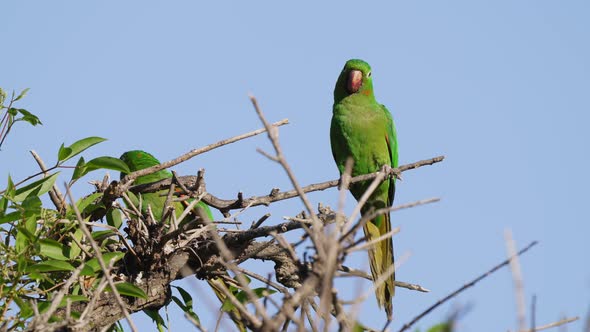 Close up shot of a twin pair green white-eyed conure; psittacara leucophthalmus with exotic colorful