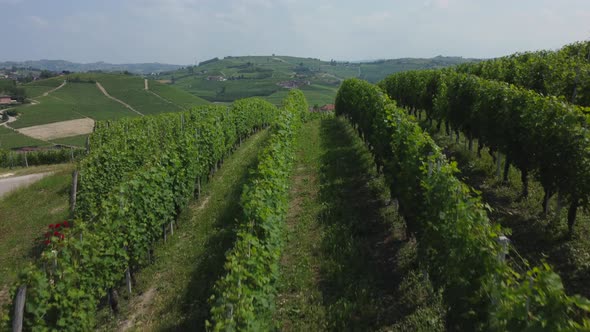 Barbaresco Vineyards in Langhe Roero Monferrato, Piedmont