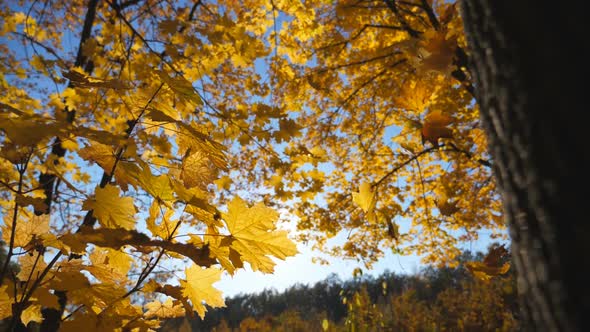 Golden Maple Leaves Falls on Ground in Empty Forest. Yellow Autumn Foliage Covered Lawn in Park at