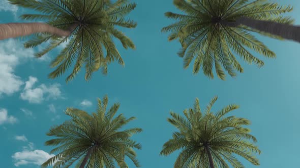 Palm Trees Against a Summer Sky