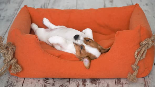 Cute Puppy Sleeping in a Couch