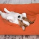 Cute Puppy Sleeping in a Couch - VideoHive Item for Sale