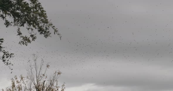 Starling Migration Flock Of Birds