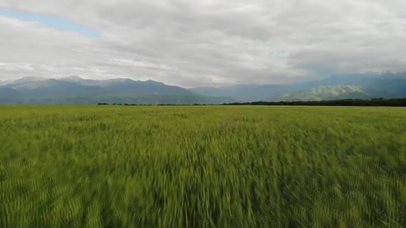 Green Field in the Countryside