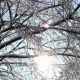 Frozen Tree And Sun - VideoHive Item for Sale