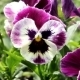 Colorful Pansy Flower. Viola Tricolor. - VideoHive Item for Sale