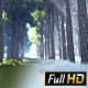 Winter To Spring Forest - VideoHive Item for Sale