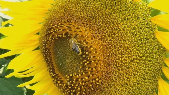 Green Field And Sunflower With The Bees