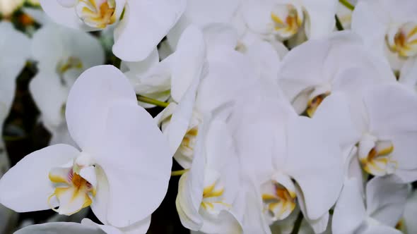 A Bush Of A White Orchid