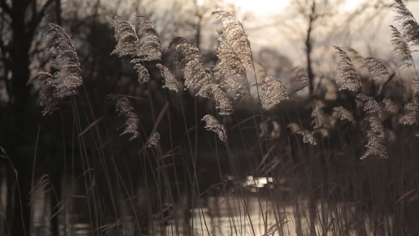Reed (Phragmites Australis) Swaying In The Wind Before Sunset