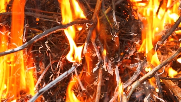 Dry Twigs On Fire, 