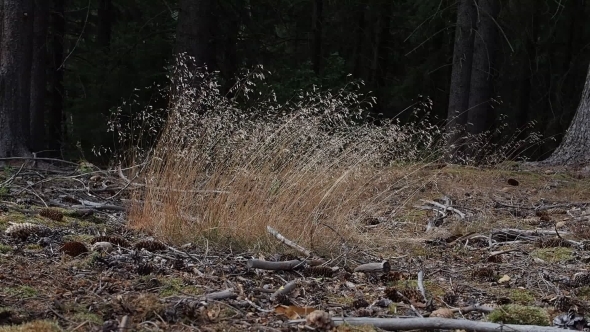 Grass In The Wind In Forrest