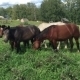 Herd  Horses Grazing On a Green Meadow - VideoHive Item for Sale