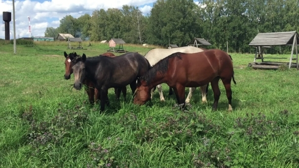 Herd  Horses Grazing On a Green Meadow