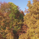 Aerial of Fall Trees - VideoHive Item for Sale