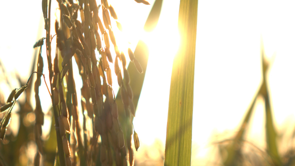 Rice Field