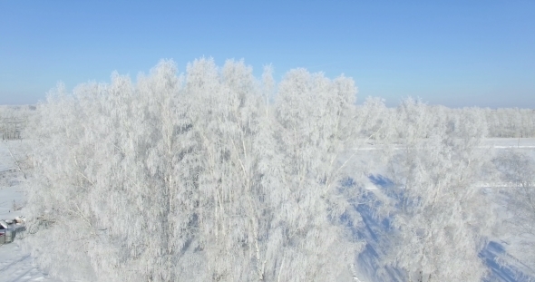 Morning In a Winter Forest