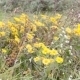 Yellow Wildflowers In The Wind - VideoHive Item for Sale