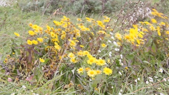 Yellow Wildflowers In The Wind