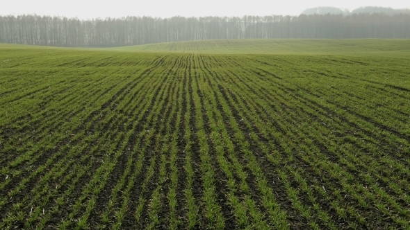 New Shoots Of a Winter Wheat On a Spring Field.