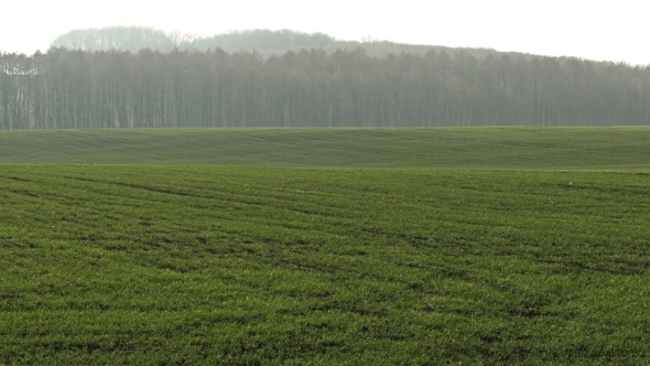 Winter Wheat On a Spring Field.