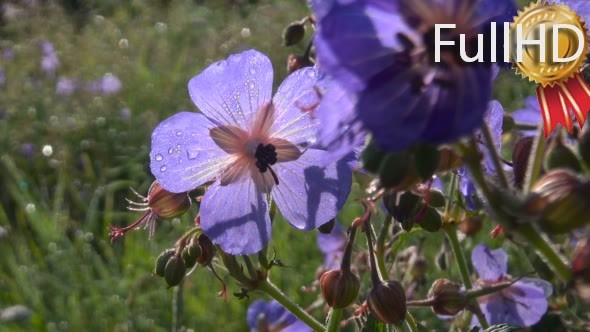 Blue Flower Meadow Geranium Dewdrops