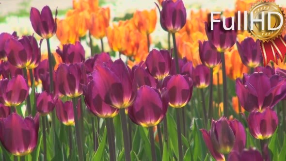 Tulips of Different Colors on a Flowerbed