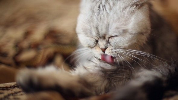 Funny Cat Washes After a Shower