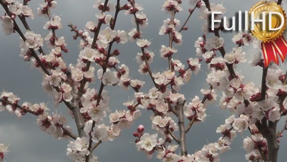 Flowering Apricot, Spring, Sunny Day