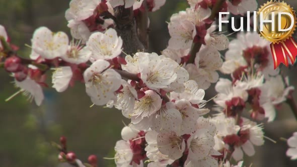 Flowering Apricot, Spring, Sunny Day