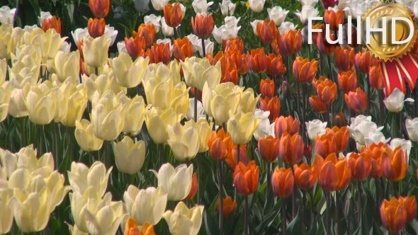 Tulips of Different Colors on a Flowerbed