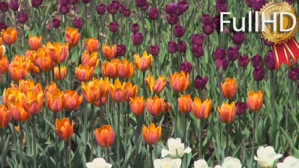 Tulips of Different Colors on a Flowerbed