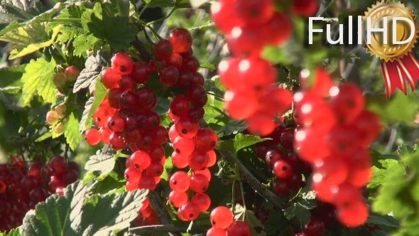 Red Currant on the Branches, Sunny Day