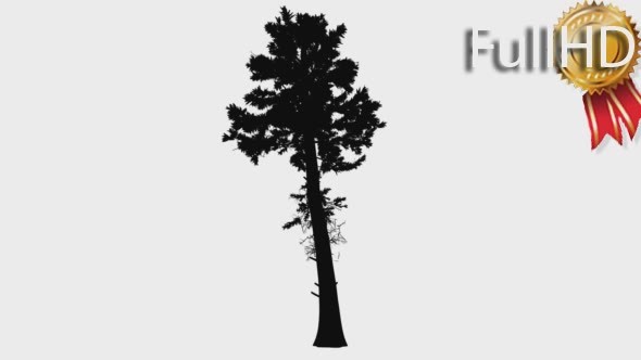 Douglas Fir Tall Tree Silhouette of Animated Tree alt