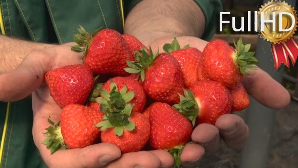 Strawberry Berries in Palms Agronomist