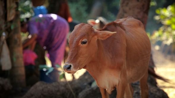 Cow In Indian Countryside