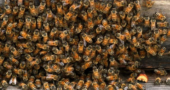 |European Honey Bee, apis mellifera, bees grazing on the hive entrance, Bee Hive in Normandy